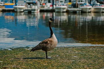 country goose branta canadensis