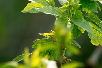 acer negundo leaves on a green nature background © Paulina