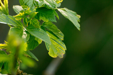 acer negundo leaves on a green nature background © Paulina