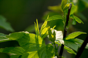 acer negundo leaves on a green nature background © Paulina