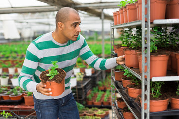 Professional gardener working with seedlings in greenhouse