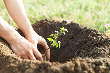 手で木の苗を植える