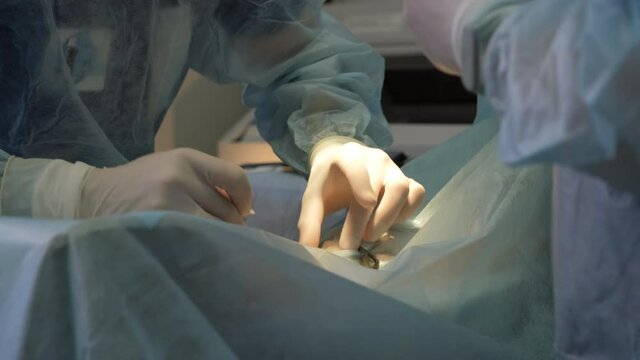 Veterinarian Doctor in Rubber Gloves Working in a Surgery Room. Stitching Up a Wound During Surgery. Close up. Medical Treatment and Healthcare of Pet Concept