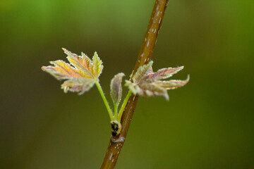 maple leaves on the background of green nature © Paulina