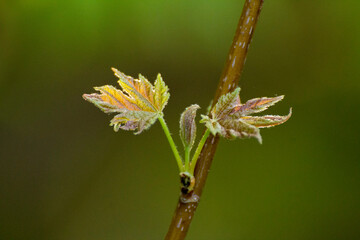 maple leaves on the background of green nature © Paulina