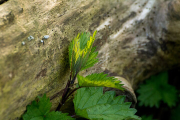 green nettle growing near the tree trunk