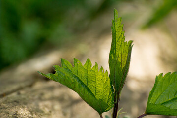 green nettle growing near the tree trunk