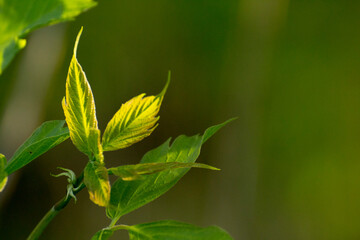 acer negundo leaves on a green nature background © Paulina