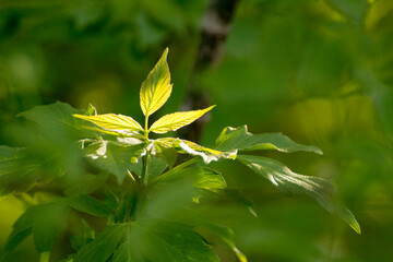 acer negundo leaves on a green nature background © Paulina