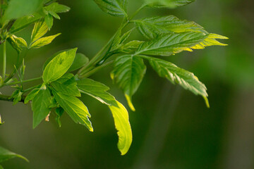 acer negundo leaves on a green nature background © Paulina