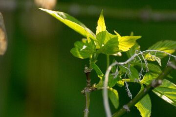acer negundo leaves on a green nature background © Paulina