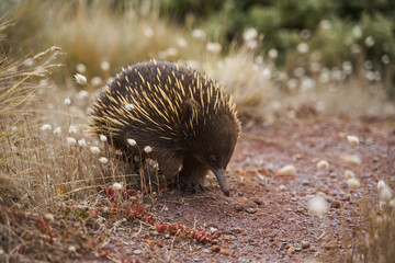 Echidna in natural habitat. Mornington Peninsula National Park, Victoria, Australia