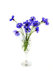 isolated on white background flowers cornflowers in a vase