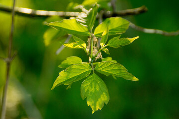 acer negundo leaves on a green nature background © Paulina