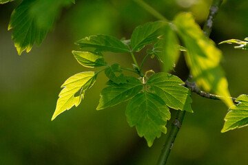 acer negundo leaves on a green nature background © Paulina