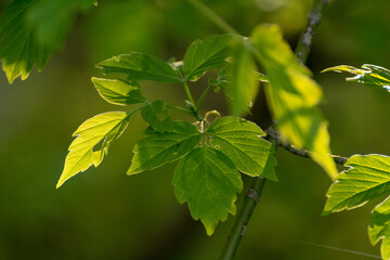 acer negundo leaves on a green nature background - obrazy, fototapety, plakaty