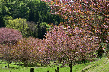 満開の八重桜