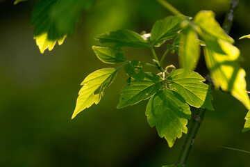 acer negundo leaves on a green nature background © Paulina