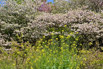 八重桜と菜の花