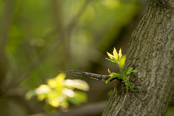 acer negundo leaves on the background of branches © Paulina