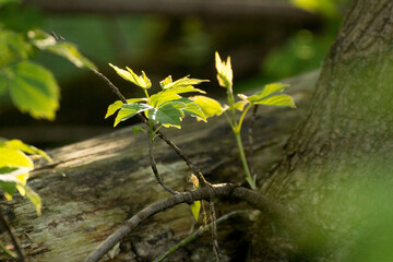 acer negundo leaves on the background of branches © Paulina