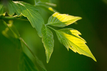 acer negundo leaves on a green nature background © Paulina