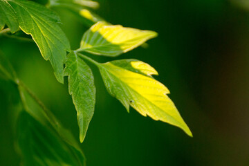 acer negundo leaves on a green nature background © Paulina