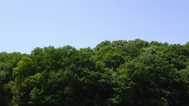 Mountain trees swaying in the early summer breeze