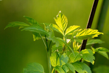 acer negundo on a background of green nature © Paulina