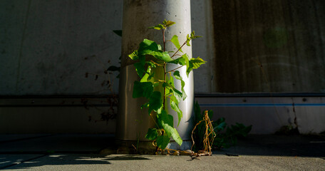 Plants grow anywhere