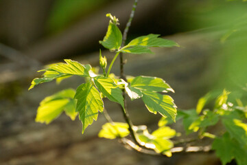acer negundo on a background of green nature © Paulina