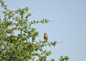 A female European stonechat bird resting on a bush. Blue sky at the background