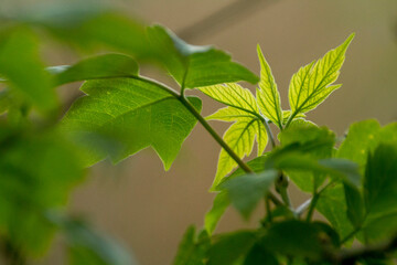 acer negundo on a background of nature © Paulina