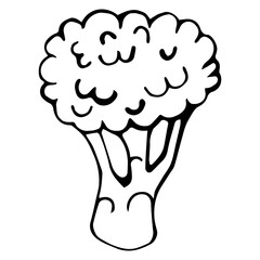 Vector illustration of broccoli in doodle style. Hand-drawn black cabbage contour isolated on white background. Simple flat icon, monochrome