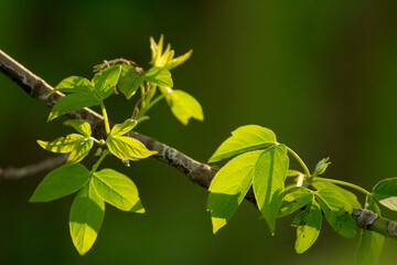 acer negundo on a background of green nature © Paulina