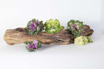 fondo blanco con tronco y plantas para display de productos naturales 