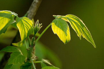 acer negundo on a background of green nature © Paulina