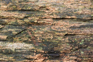 Wood texture background.