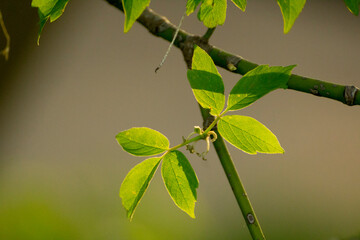 acer negundo on a background of nature © Paulina
