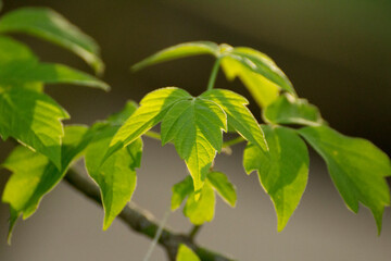acer negundo on a background of green nature © Paulina