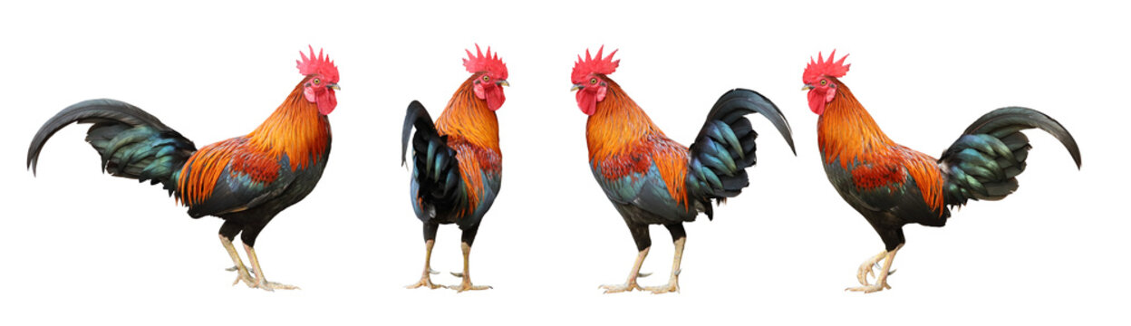 Set of colorful free range male rooster in different pose isolated on white background