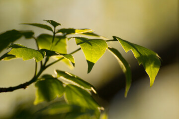 acer negundo leaves against the background of tree branches © Paulina