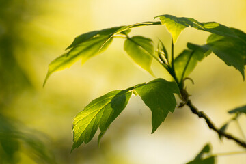 acer negundo on a background of green nature © Paulina