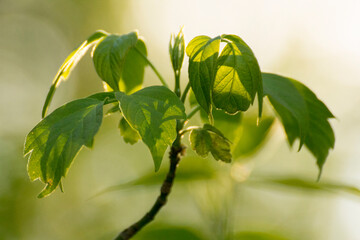 acer negundo on a background of green nature © Paulina