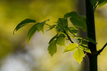 acer negundo on a background of green nature © Paulina