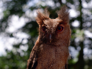 Young Philippine Scops Owl (Otus megalotis), perching on a branch. It is a common owl that is endemic to the Philippines, where they are usually found in forests or along forest edges. Close-ups.