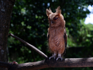 Young Philippine Scops Owl (Otus megalotis), perching on a branch. It is a common owl that is endemic to the Philippines, where they are usually found in forests or along forest edges. Long shots.