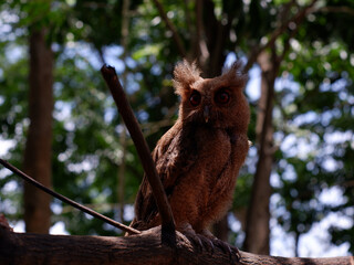 Young Philippine Scops Owl (Otus megalotis), perching on a branch. It is a common owl that is endemic to the Philippines, where they are usually found in forests or along forest edges. Long shots.