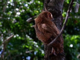 Young Philippine Scops Owl (Otus megalotis), perching on a branch. It is a common owl that is endemic to the Philippines, where they are usually found in forests or along forest edges. Long shots.