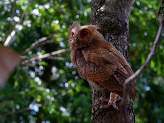 Young Philippine Scops Owl (Otus megalotis), perching on a branch. It is a common owl that is endemic to the Philippines, where they are usually found in forests or along forest edges. Long shots.